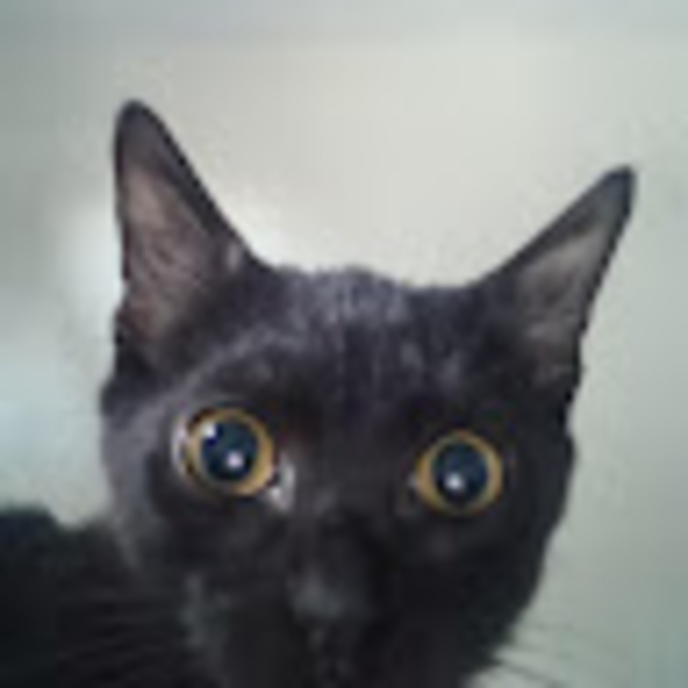Meet your Posher, Zephyr